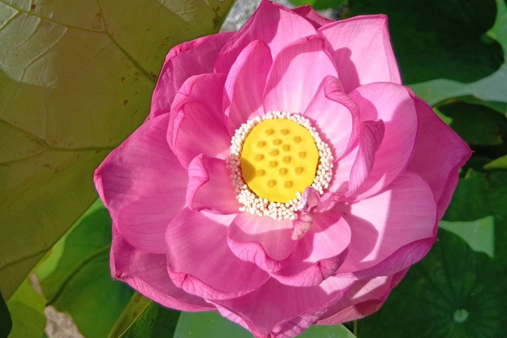 伊勢原法泉寺で咲いた蓮の花の画像