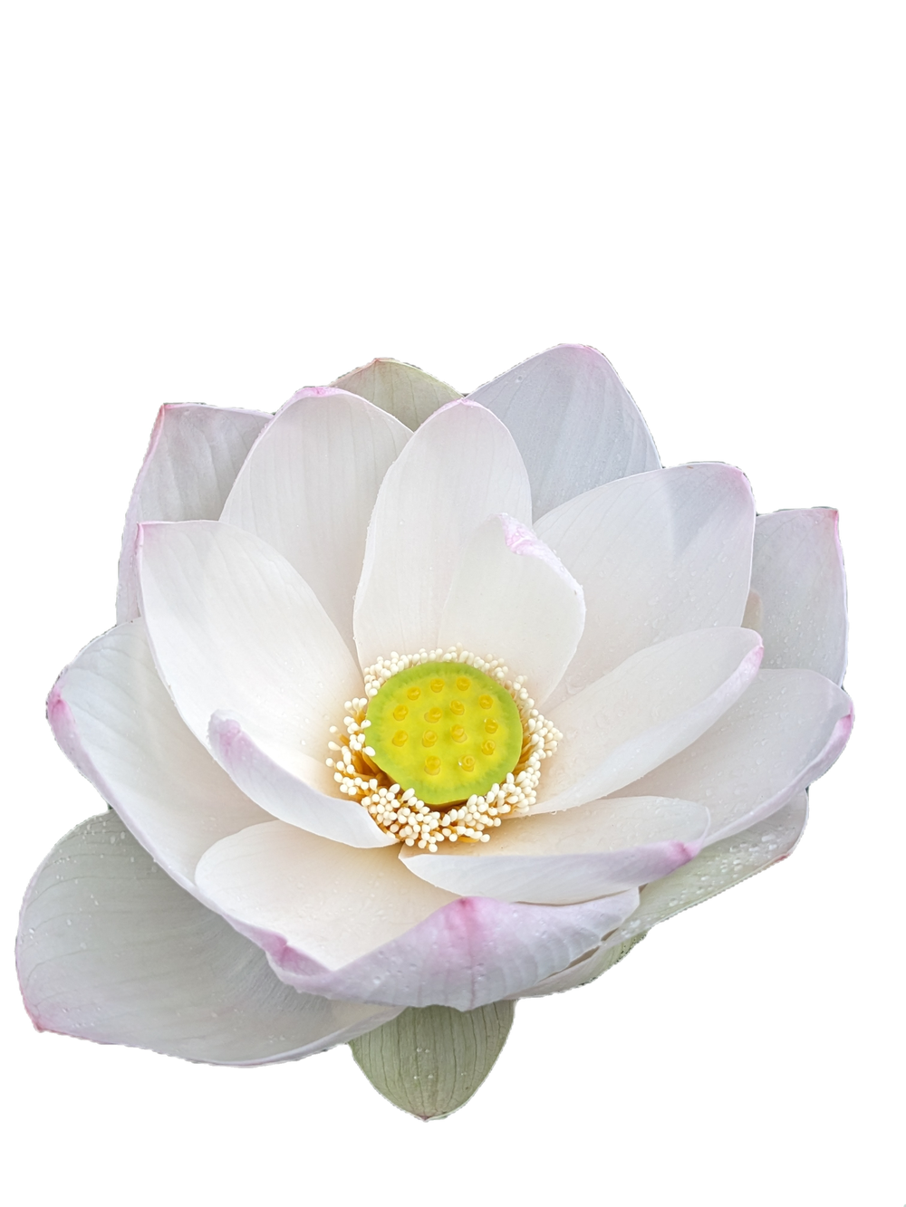 白いハスの花の画像